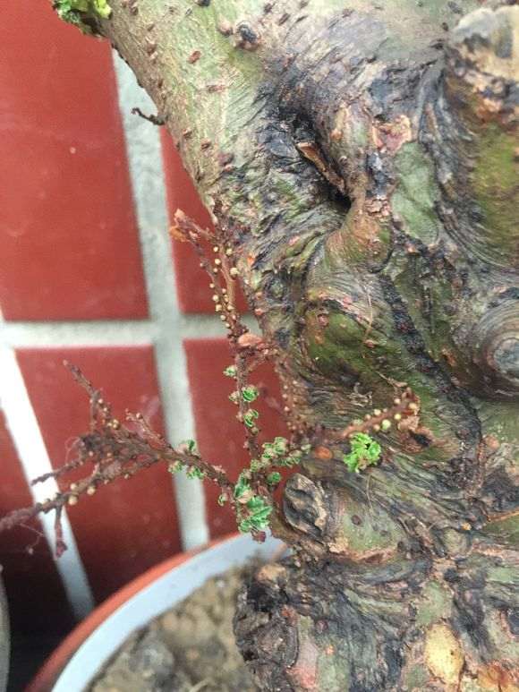 怎么治疗榔榆下山桩的小叶病 图片