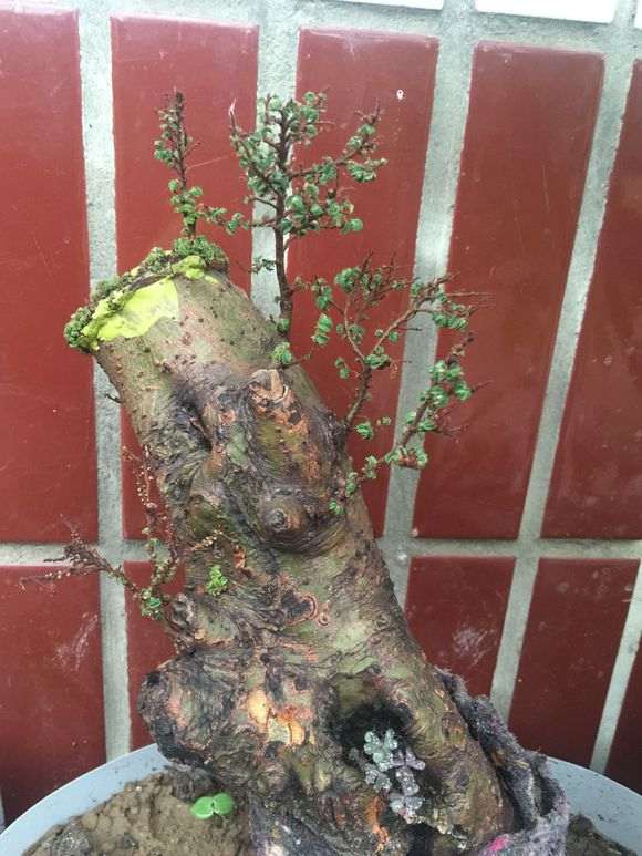 怎么治疗榔榆下山桩的小叶病 图片