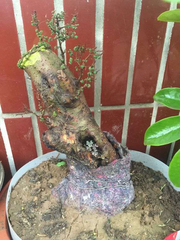 怎么治疗榔榆下山桩的小叶病 图片