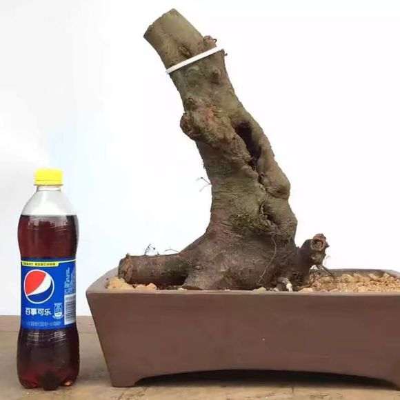 怎么治疗榔榆下山桩的小叶病 图片