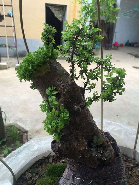 怎么治疗榔榆下山桩的小叶病 图片