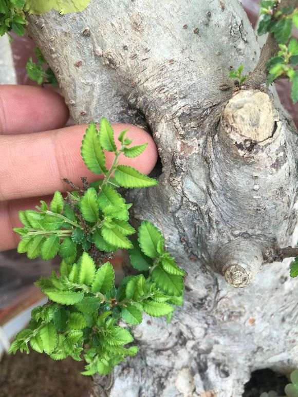 怎么治疗榔榆下山桩的小叶病 图片