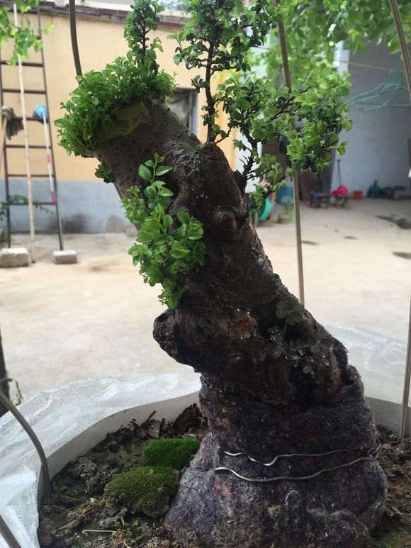 怎么治疗榔榆下山桩的小叶病 图片