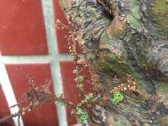 怎么治疗榔榆下山桩的小叶病 图片