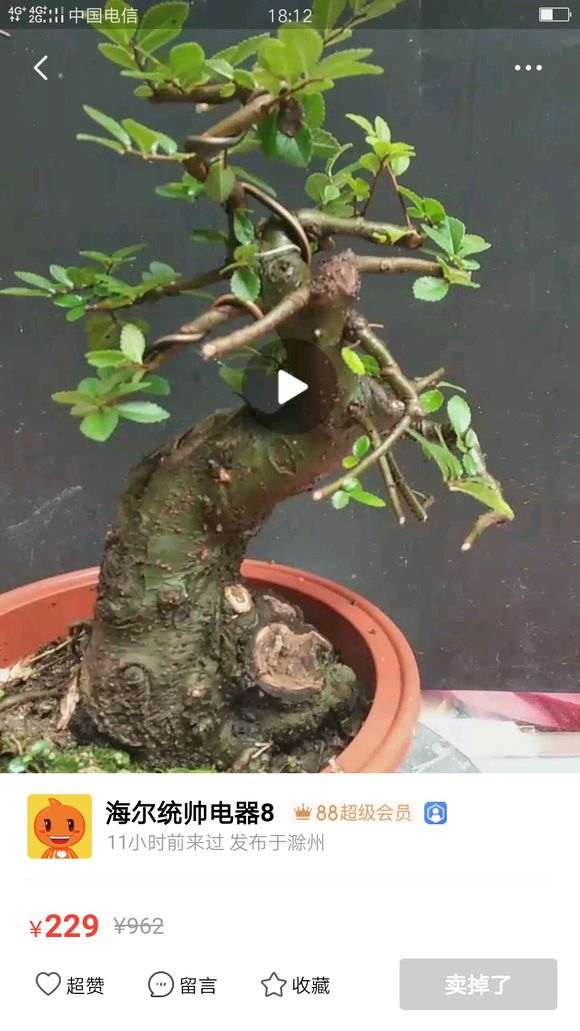 零下20度 榆树下山桩会冻死吗 图片