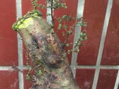 养花皮榆树下山桩 要注意些什么 图片