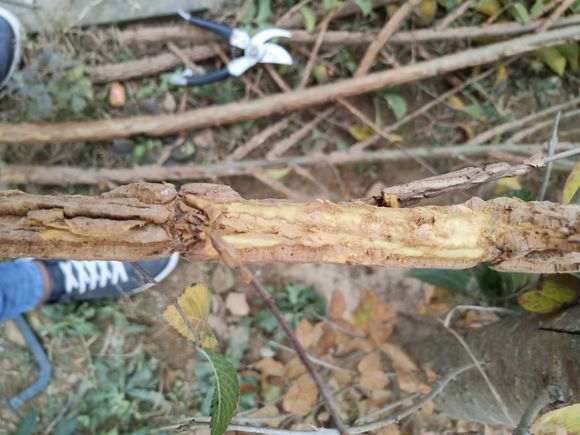 榆树下山桩的这个该怎么治 图片