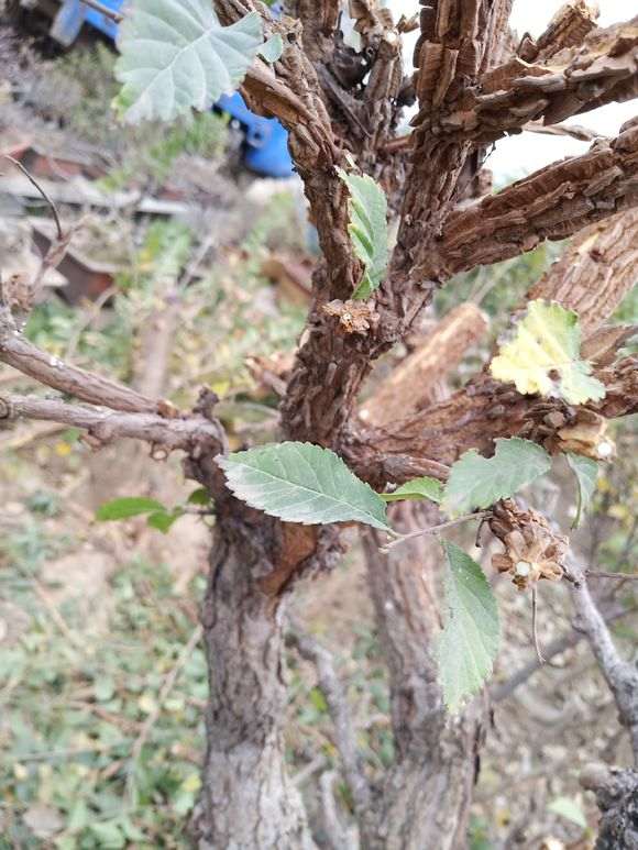 榆树下山桩的这个该怎么治 图片