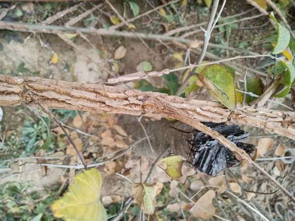 榆树下山桩的这个该怎么治 图片