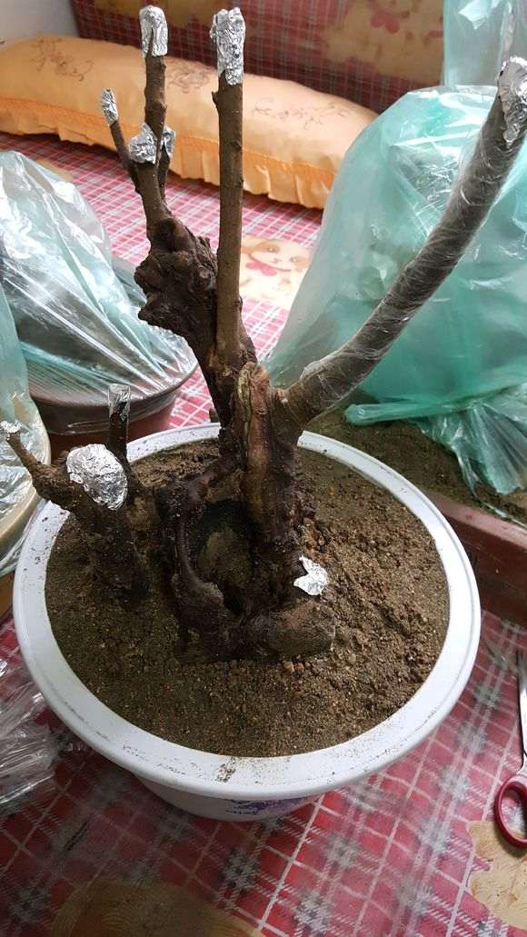 榔榆下山桩怎么沙培缠膜的方法 图片