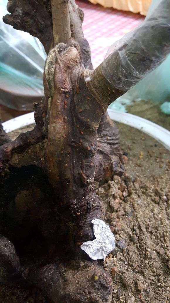 榔榆下山桩怎么沙培缠膜的方法 图片