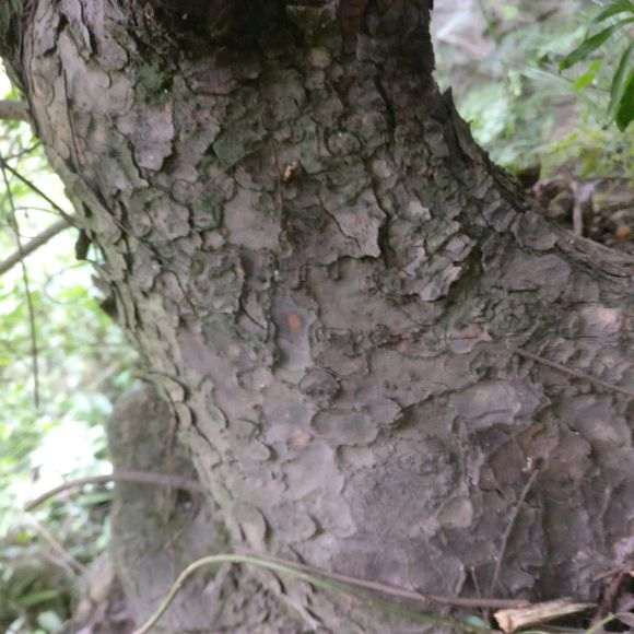 为什么还有人在用榉树冒出榔榆下山桩 图片