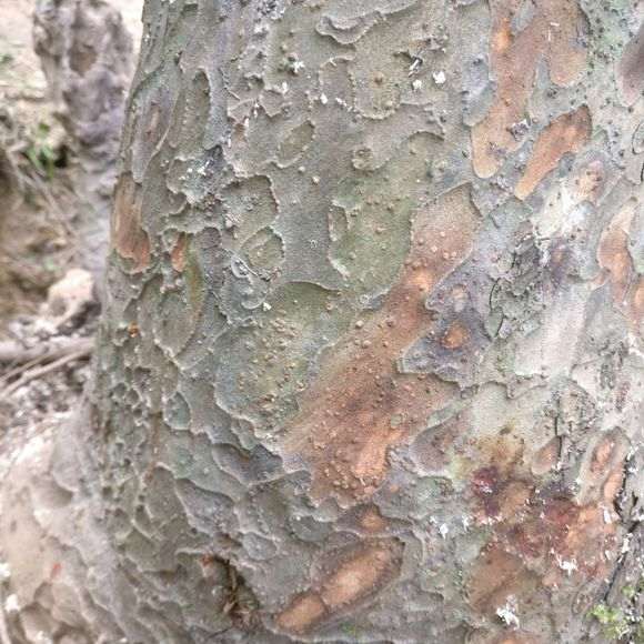 为什么还有人在用榉树冒出榔榆下山桩 图片