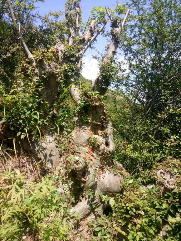 为什么还有人在用榉树冒出榔榆下山桩 图片