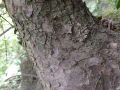 为什么还有人在用榉树冒出榔榆下山桩 图片