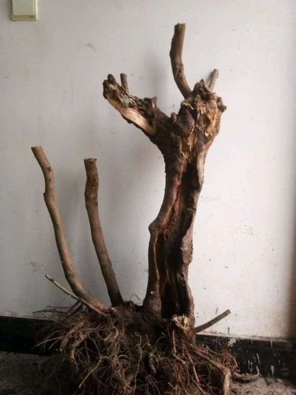 榆树下山桩怎么浇定根水的方法 图片