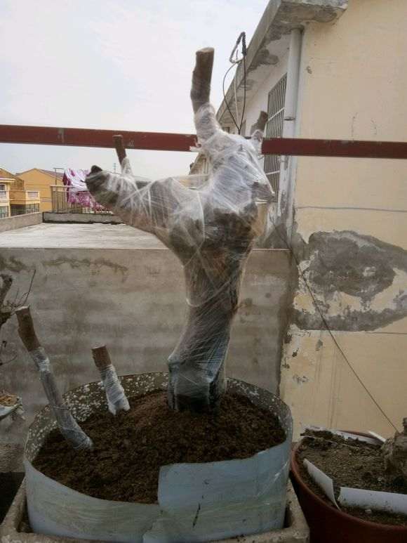 榆树下山桩怎么浇定根水的方法 图片