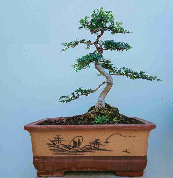 刚蟠扎成型的一盆小榆树下山桩 图片