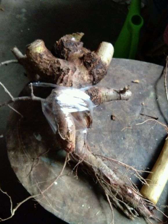 榆树下山桩锯一块扦插 可以吗 图片