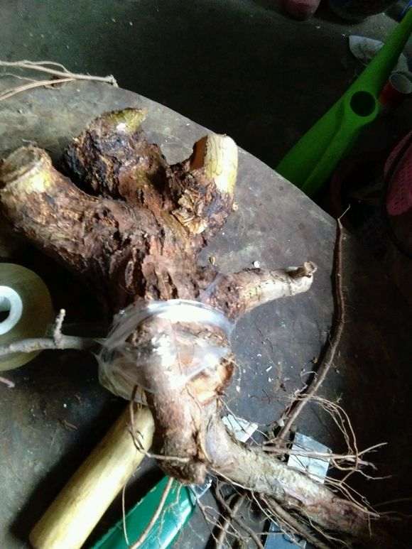 榆树下山桩锯一块扦插 可以吗 图片