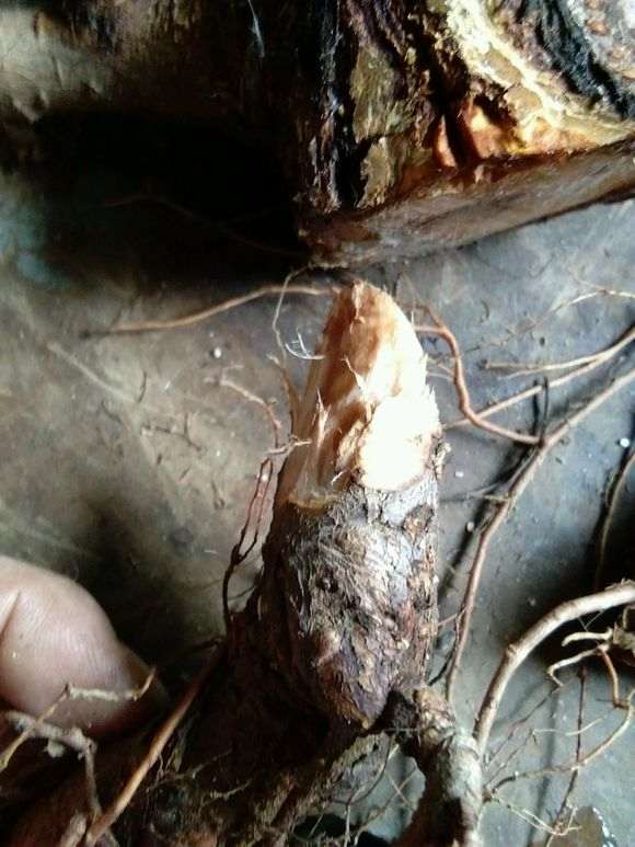 榆树下山桩锯一块扦插 可以吗 图片