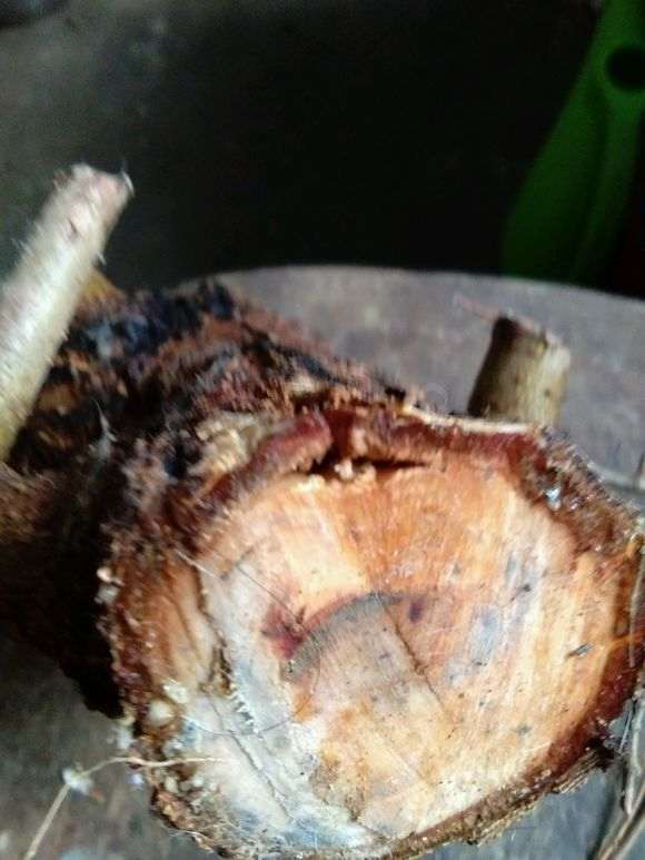 榆树下山桩锯一块扦插 可以吗 图片