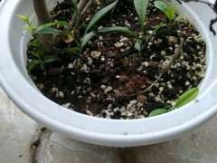 榆树下山桩的枝叶都枯了 怎么办 图片