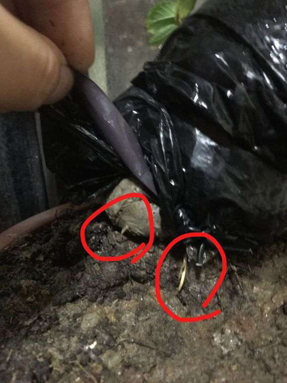 榔榆下山桩高压环剥 何时分离 图片