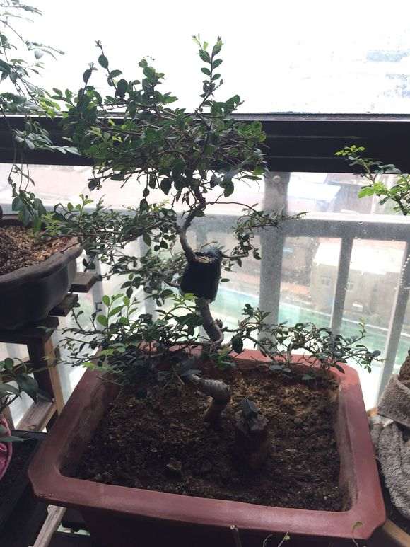 榆树下山桩怎么高压剥皮的方法 图片