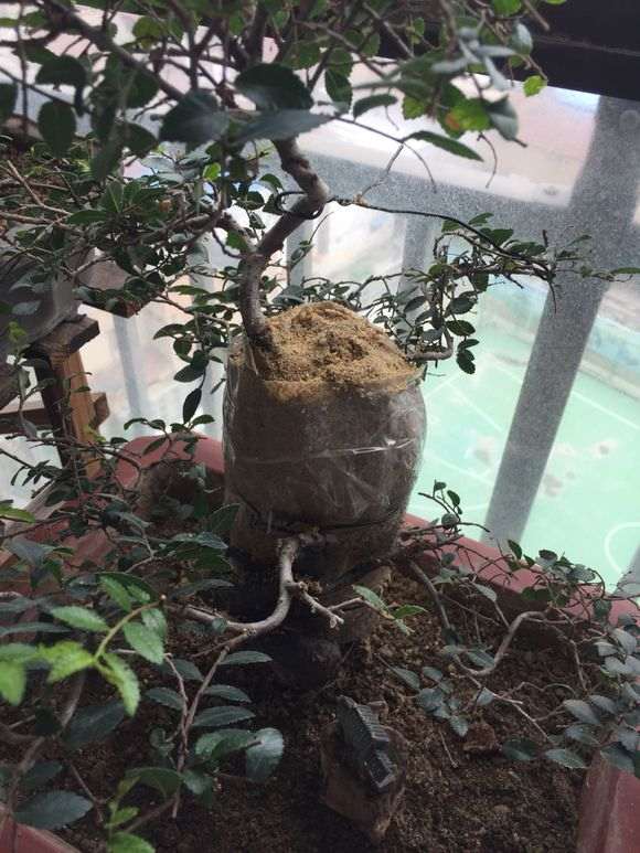 榆树下山桩怎么高压剥皮的方法 图片