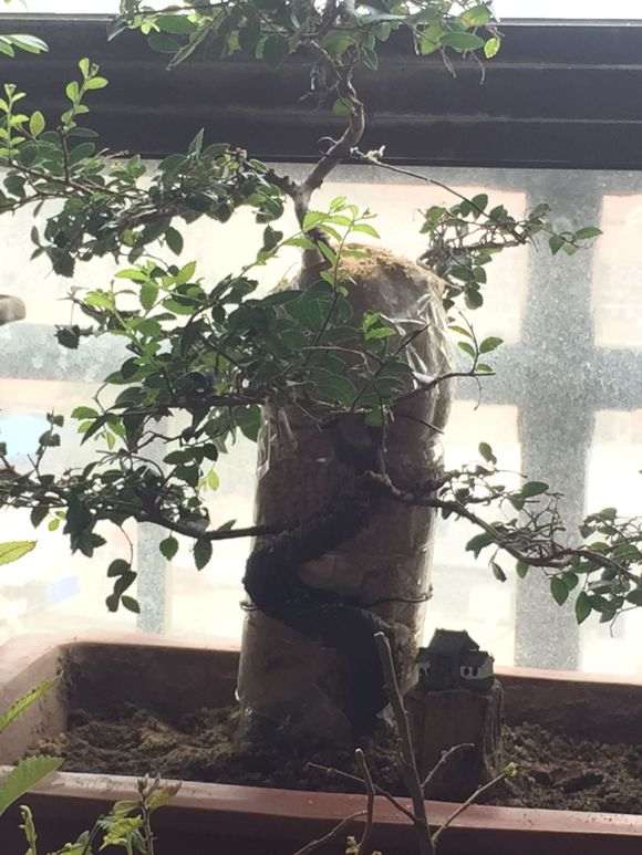 榆树下山桩怎么高压剥皮的方法 图片