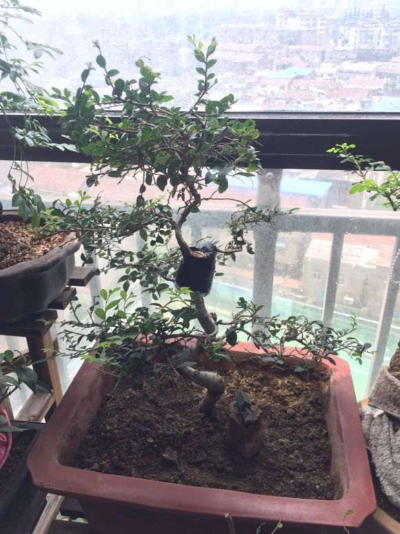 榆树下山桩怎么高压剥皮的方法 图片