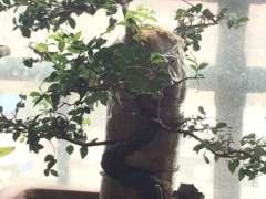 榆树下山桩怎么高压剥皮的方法 图片