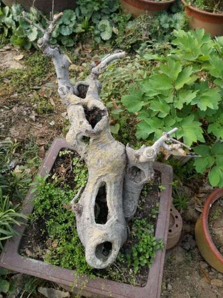 为什么榔榆下山桩吧 不准发布花皮榆 图片