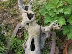 为什么榔榆下山桩吧 不准发布花皮榆 图片