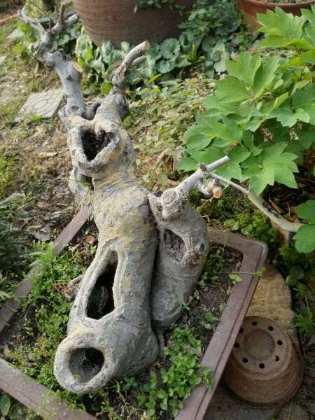 为什么榔榆下山桩有型的太少了 图片