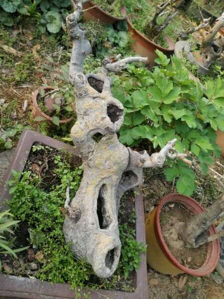 为什么榔榆下山桩有型的太少了 图片