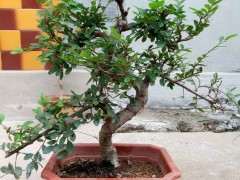 这盆榔榆下山桩该怎么设计造型 图片