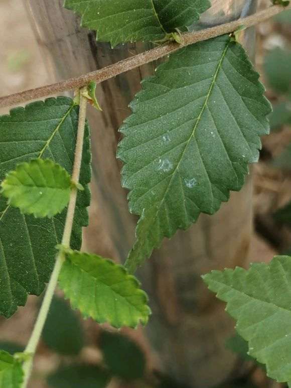 榔榆下山桩发芽在叶背后 怎么办 图片