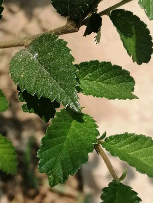 榔榆下山桩发芽在叶背后 怎么办 图片