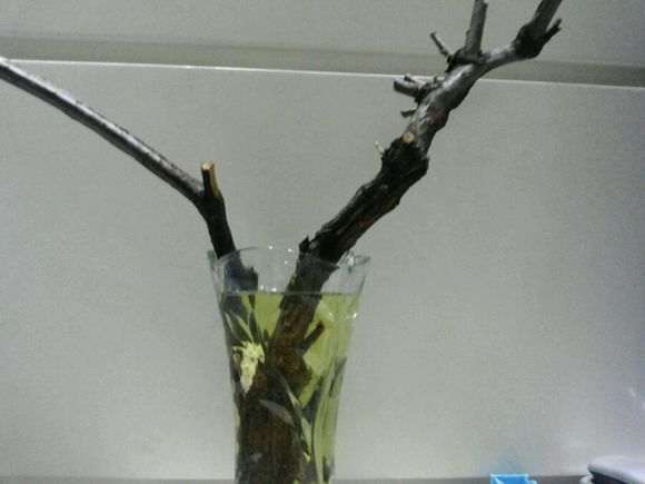 第五天 水培的柽柳下山桩发芽了 图片