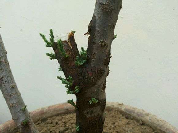 第五天 水培的柽柳下山桩发芽了 图片