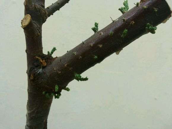 第五天 水培的柽柳下山桩发芽了 图片