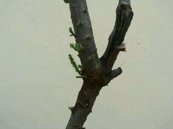 第五天 水培的柽柳下山桩发芽了 图片