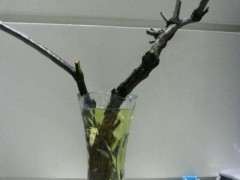 第五天 水培的柽柳下山桩发芽了 图片