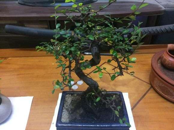 榆树下山桩新叶子怎么那么大 为什么