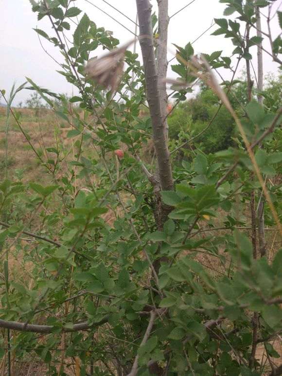 这是什么榆树下山桩叶子特别小 图片