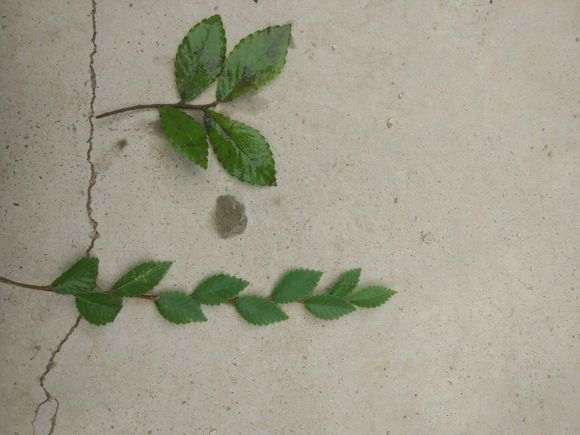 这是什么榆树下山桩叶子特别小 图片