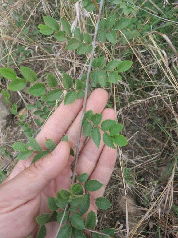 这是什么榆树下山桩叶子特别小 图片