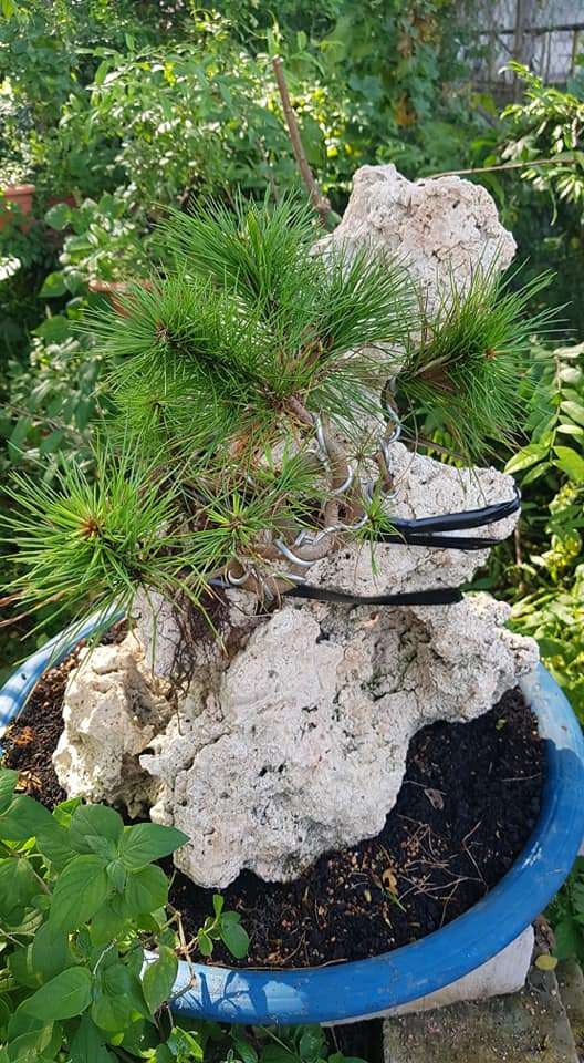 为什么五针松下山桩不需要休眠也能生长